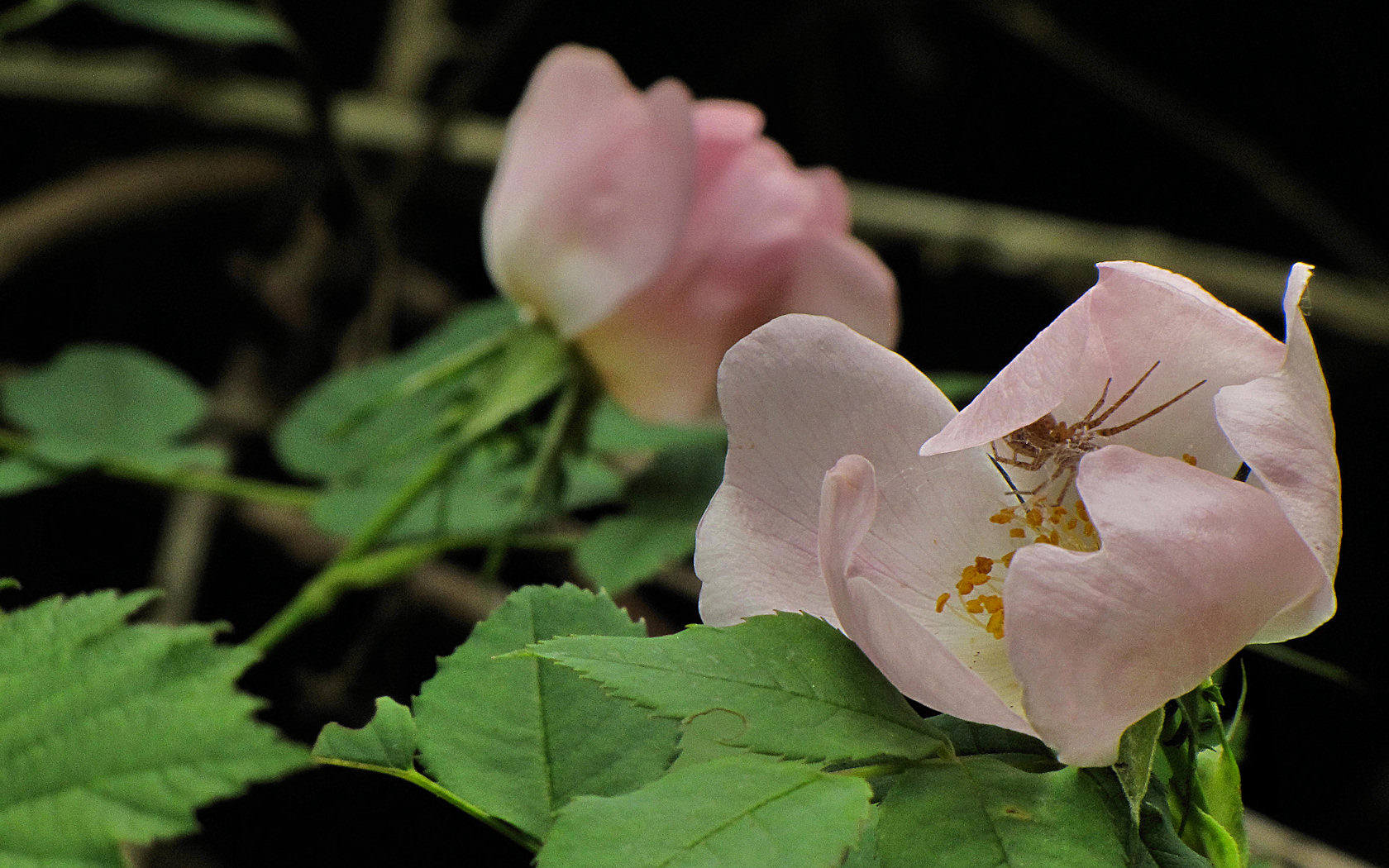 Rosa selvatica pi ragnetto